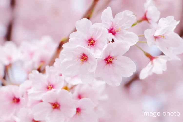 シティタワー高輪_ランドスケープ画像12