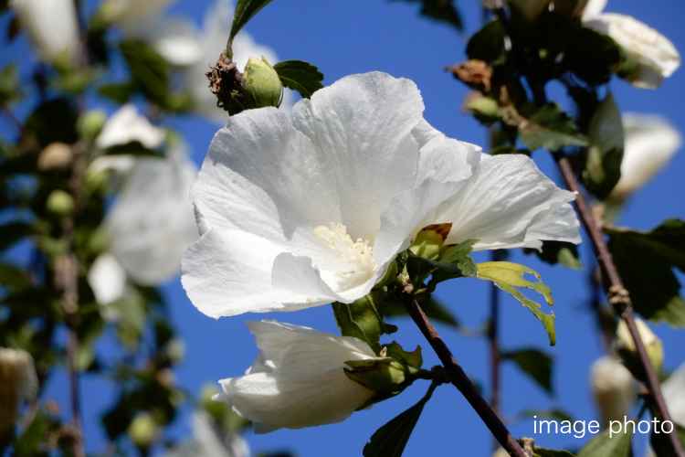 シティタワー高輪_ランドスケープ画像15