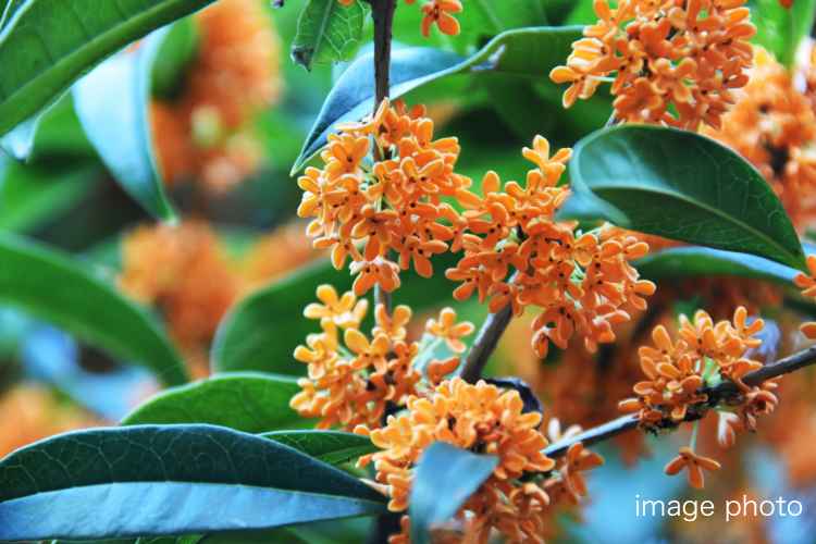 シティタワー高輪_ランドスケープ画像18