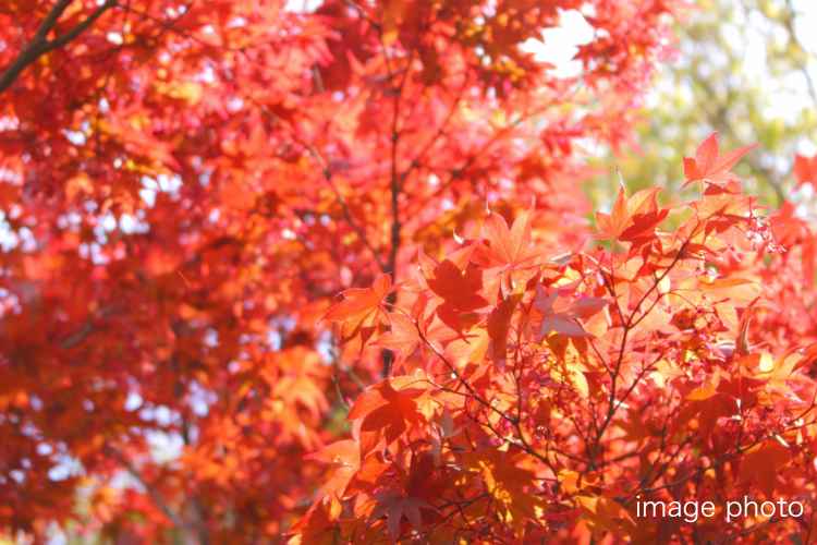 シティタワー高輪_ランドスケープ画像19