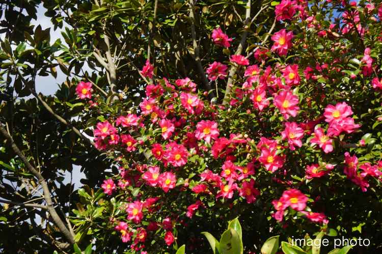 シティタワー高輪_ランドスケープ画像20